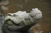 Krokodil im Gewerbekanal