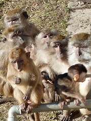 Affenfamilie