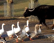 Tiere im Mundenhof