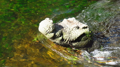 Krokodil im Gewerbekanal